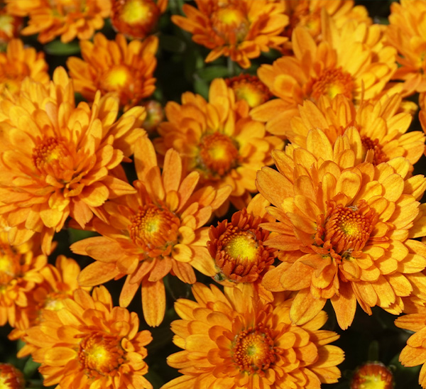 Garden Mums 