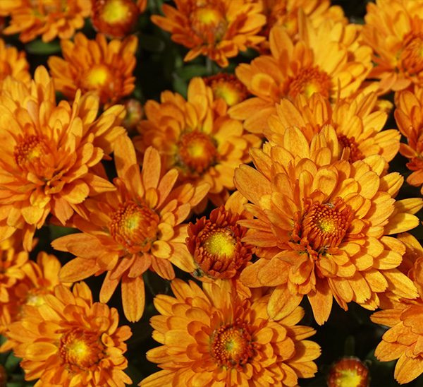Garden Mums 