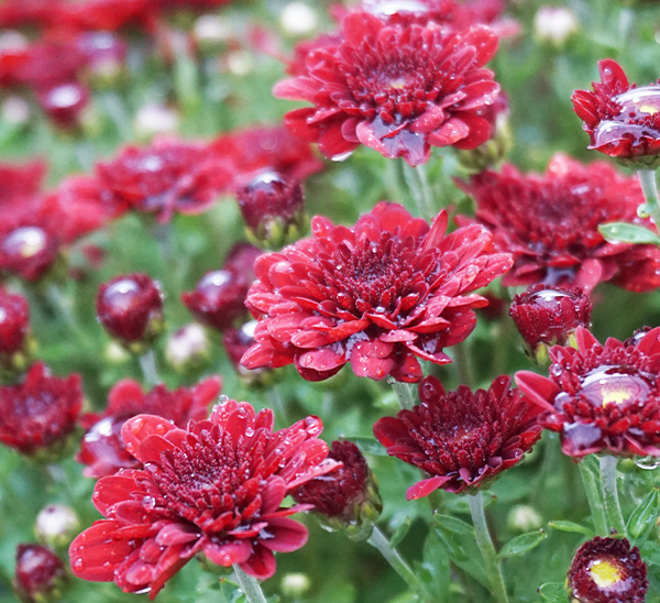 Link to Garden Mums  product page