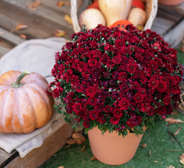 Link to Garden Mums  product page