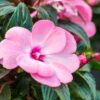 new guinea impatiens hanging basket pink