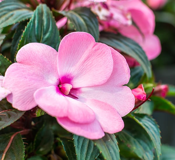 New Guinea Impatiens Hanging Basket