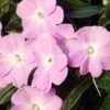 new guinea impatiens lavender