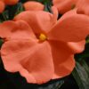 new guinea impatiens orange