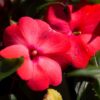 new guinea impatiens red