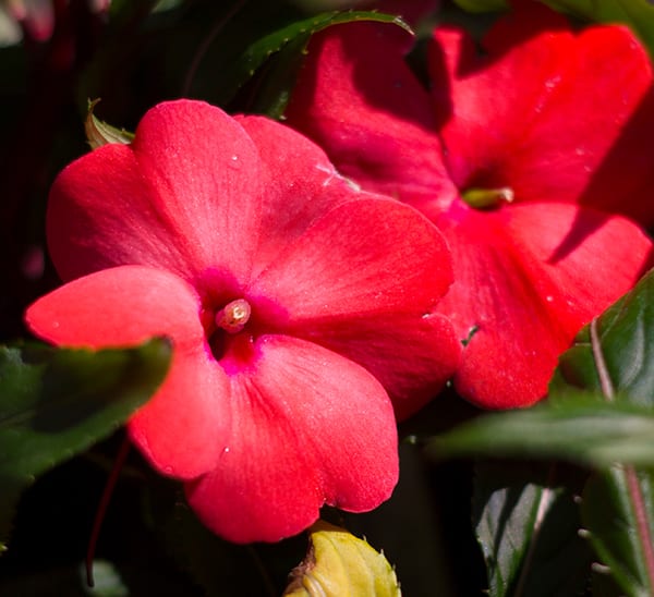 New Guinea Impatiens Calloway S Nursery