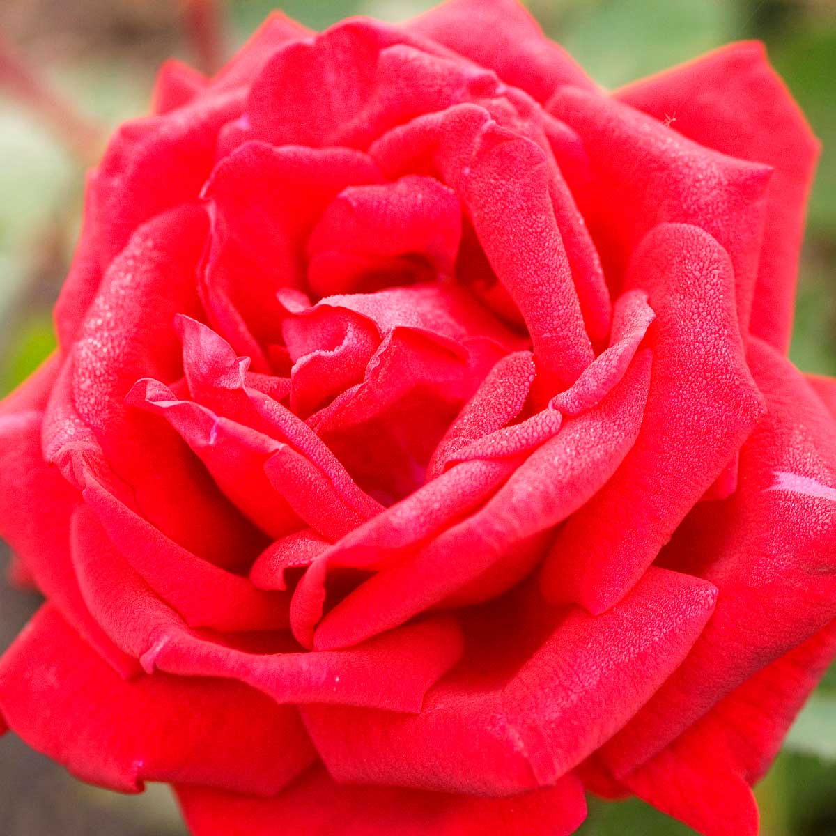 Close up of a red rose