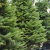 Fresh Cut Noble Fir Christmas Tree Photo 1