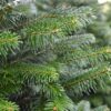 Fresh Cut Noble Fir Christmas Tree Photo 2