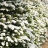 Fresh Cut Tipped Noble Fir Christmas Tree Photo 1