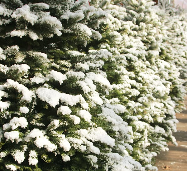 Fresh Cut Tipped Noble Fir