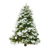 Fresh Cut Tipped Noble Fir Christmas Tree Photo 2