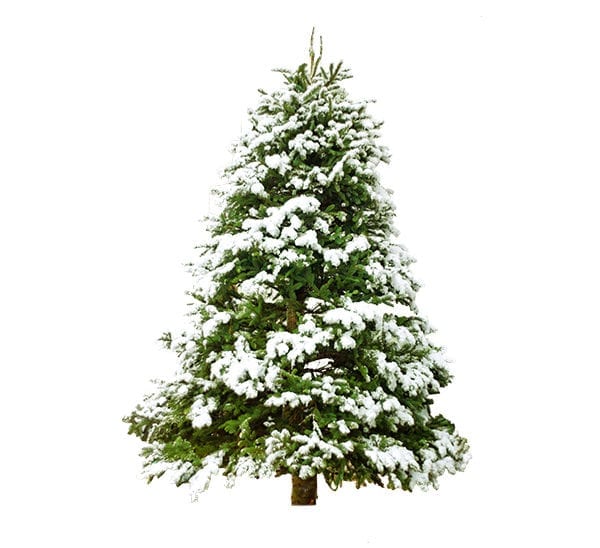 Fresh Cut Tipped Noble Fir Christmas Tree