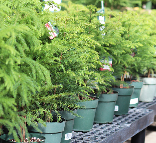 Norfolk Island Pine 