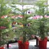 Norfolk Island Pine