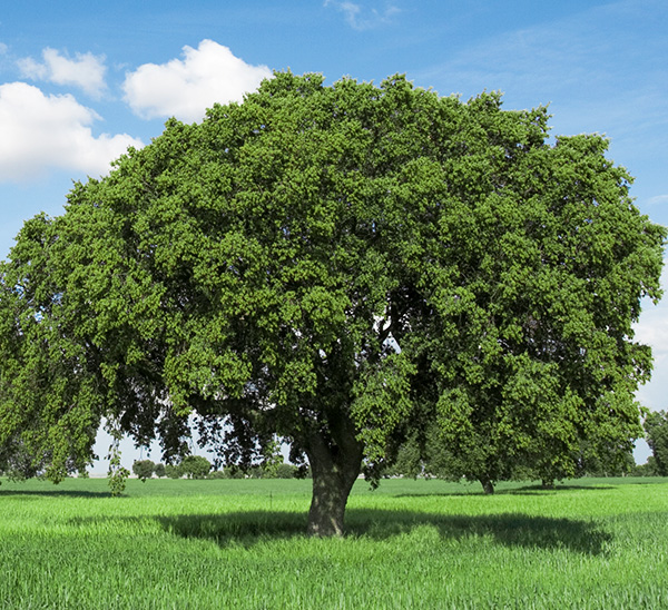 Trees 