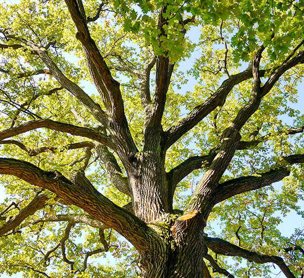 Shade Tree Pick & Plant Package