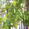 Shade Tree Pick & Plant Package Gallery Image