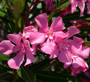 Petite Pink Oleander