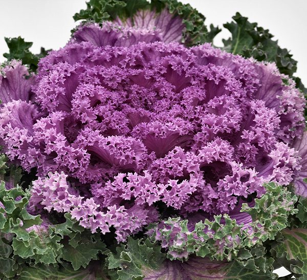 Ornamental Cabbage and Kale 