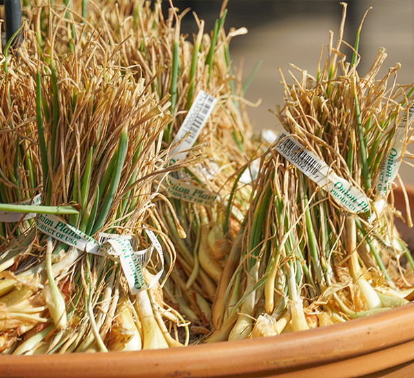 Link to Onion Slips  product page