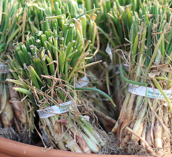 Onion Slips