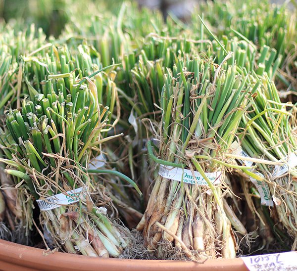 Onion Slips 