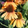 Coneflower