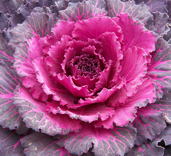 Ornamental Cabbage & Kale 