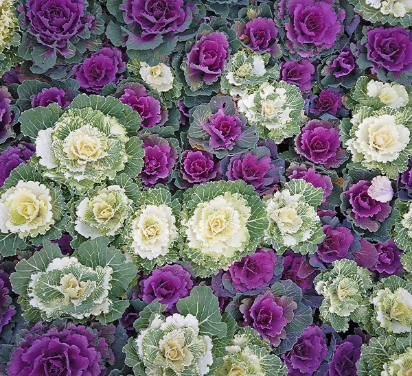 Ornamental Cabbage & Kale 