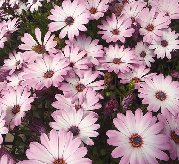 African Daisy