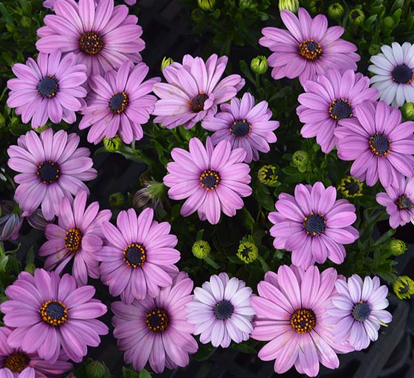 Marguerite Daisy - Calloway's Nursery