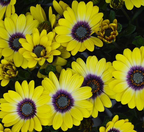 Marguerite Daisy - Calloway's Nursery