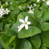 oxalis shamrock