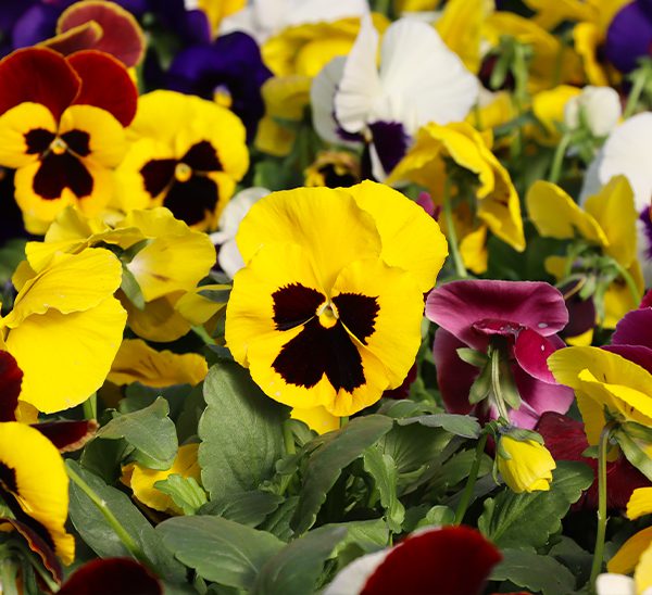 Matrix® Pansies