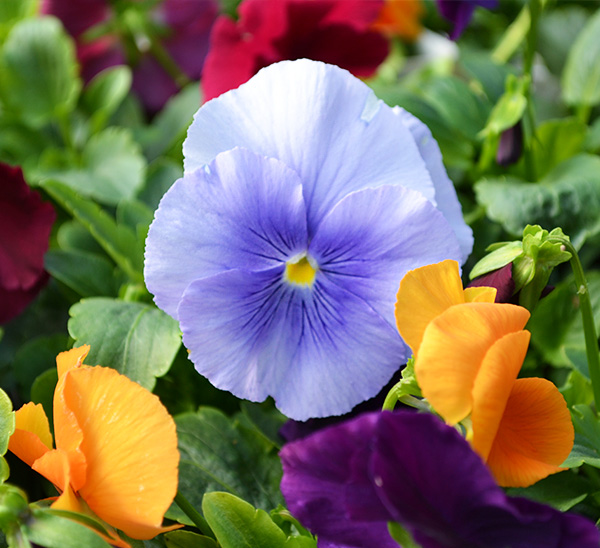 Matrix® Pansies 