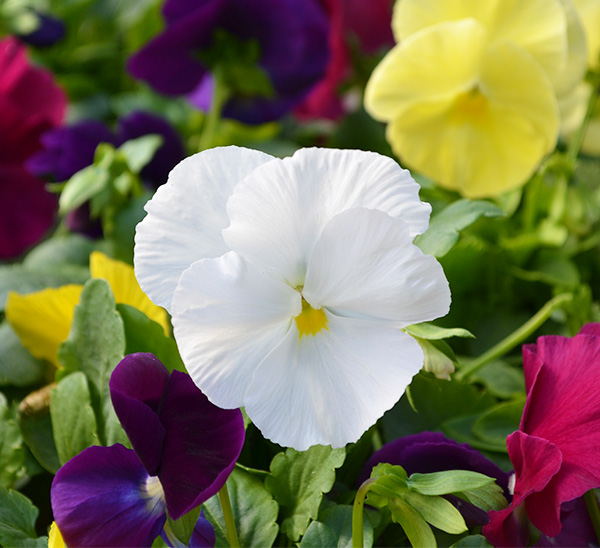 Link to Matrix® Pansies  product page