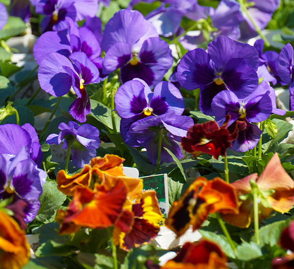 Matrix® Pansies