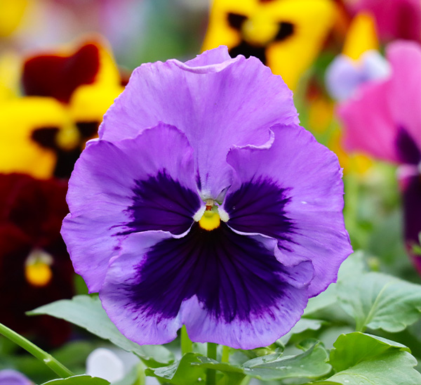 Matrix® Pansies
