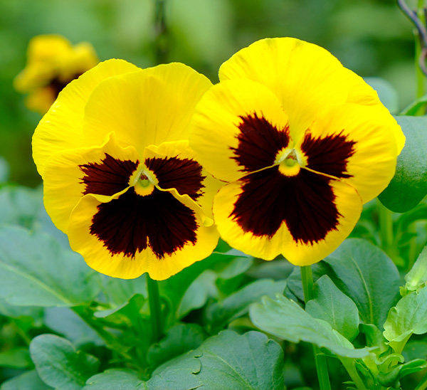 Link to Pansies product page
