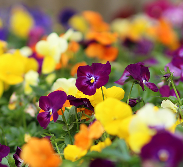 Link to Matrix® Pansies  product page