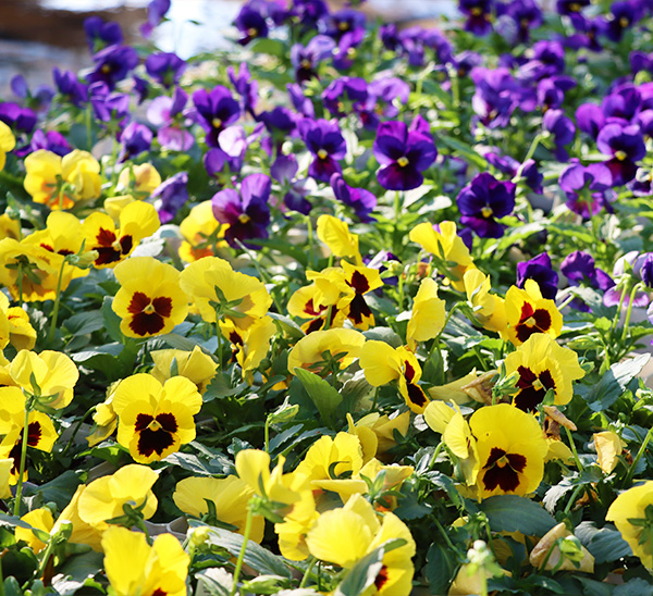 Matrix® Pansies 