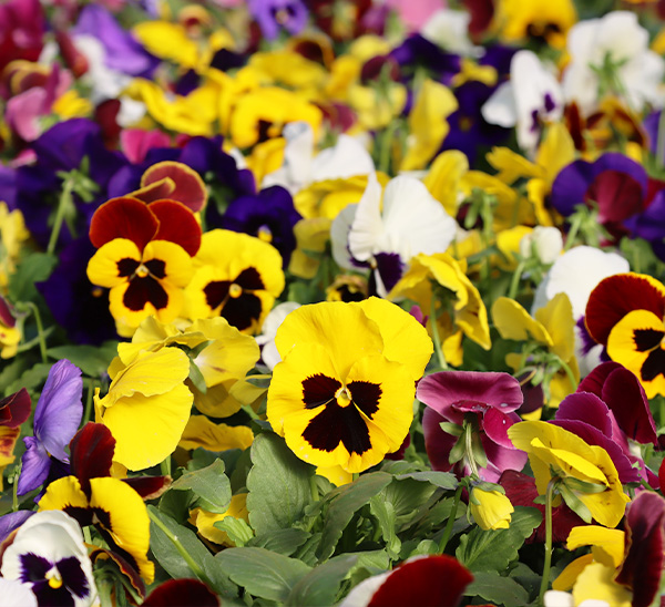 Link to Matrix® Pansies  product page