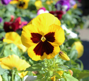 Yellow Blotch Matrix® Pansies