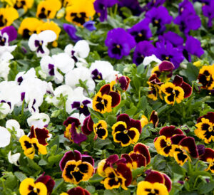 mix of matrix pansies