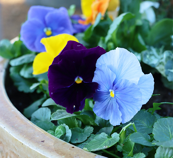 Link to Matrix® Pansies  product page