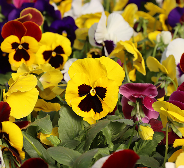 Link to Matrix® Pansies  product page