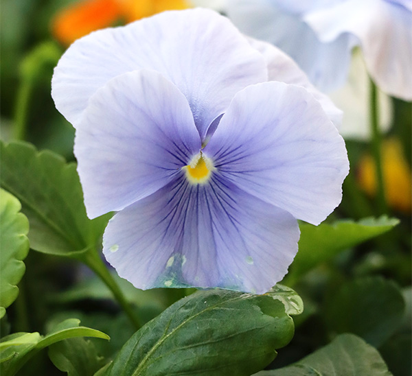 Matrix® Pansies	