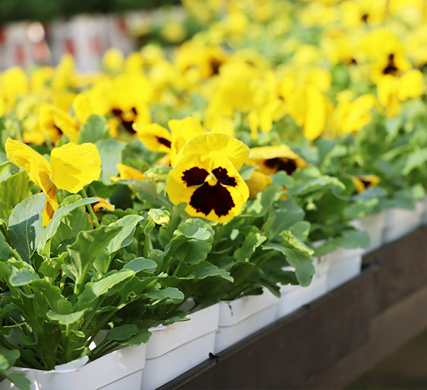 Link to Matrix® Pansies  product page