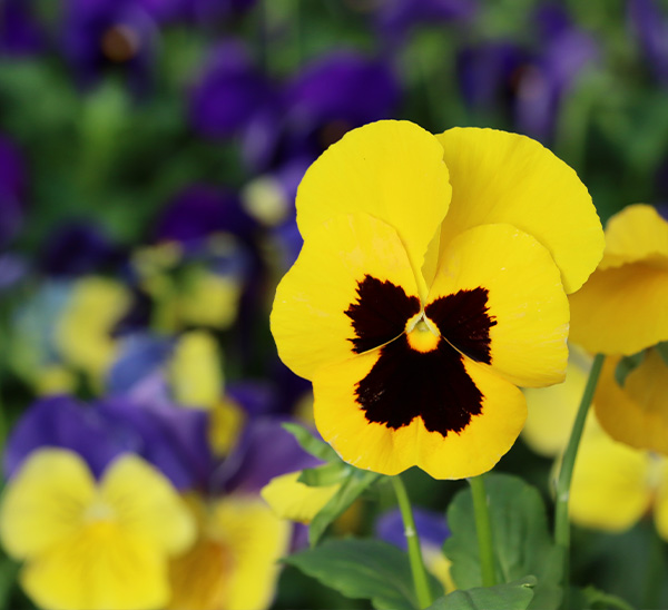 Matrix® Pansies 